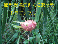 撮影現場近くにあったドラゴンフルーツ